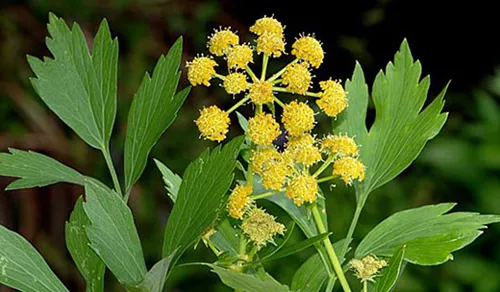عصاره خوراکی آنجدان رومی ( لاویچ )