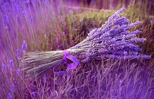 عصاره خوراکی اسطوخودوس (لاوندر )