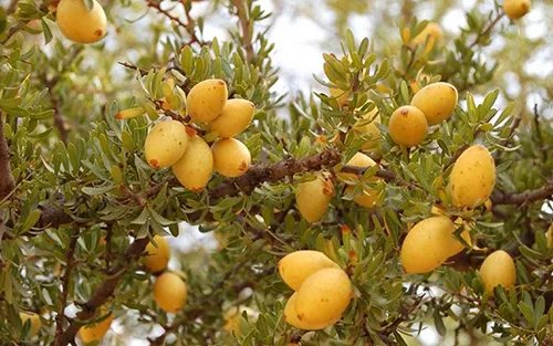 بررسی برخی از خواص روغن آرگان برای پوست و مو