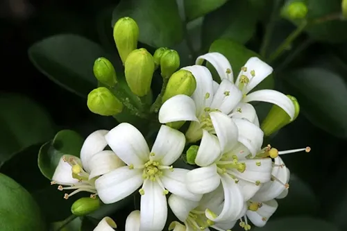عصاره خوراکی بهار نارنج ( لینالول )