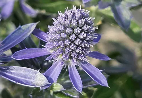 عصاره خوراکی بوقناق ( ایرینجیوم )