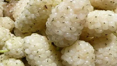 معجون درمانی اورتیکا (توت سفید)