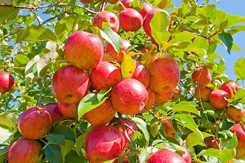 معجون درمانی آلما (سیب)