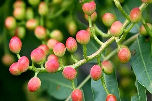 معجون درمانی بنه (پسته کوهی)