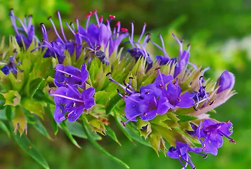معجون زوفا (گل زوفا)