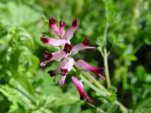 عصاره خوراکی شاهتره ( فوماریک )