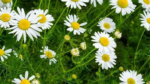 عصاره موضعی بابونه