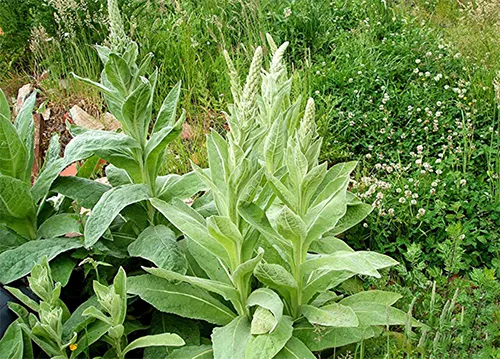 عصاره موضعی خرگوشک