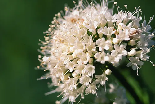 عصاره خوراکی سنبل الطیب ( والریا )