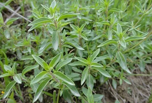 عصاره خوراکی کاکوتی ( کارواکرول )