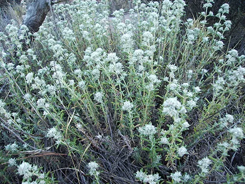 عصاره خوراکی کلپوره ( همولن )