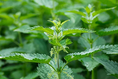 عصاره خوراکی گزنه ( اورتیکا )