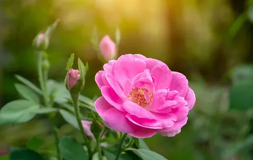 عصاره خوراکی گل محمدی ( سیترال )