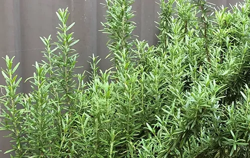 عصاره موضعی رزماری