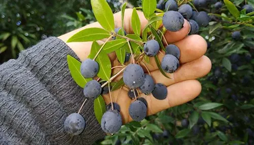 عصاره موضعی مورد