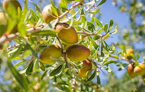میوه آرگان و قیمت و خرید روغن آرگان اصل