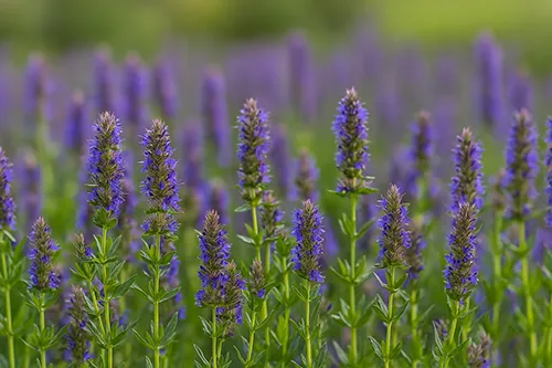 بررسی خواص زوفا برای ریه