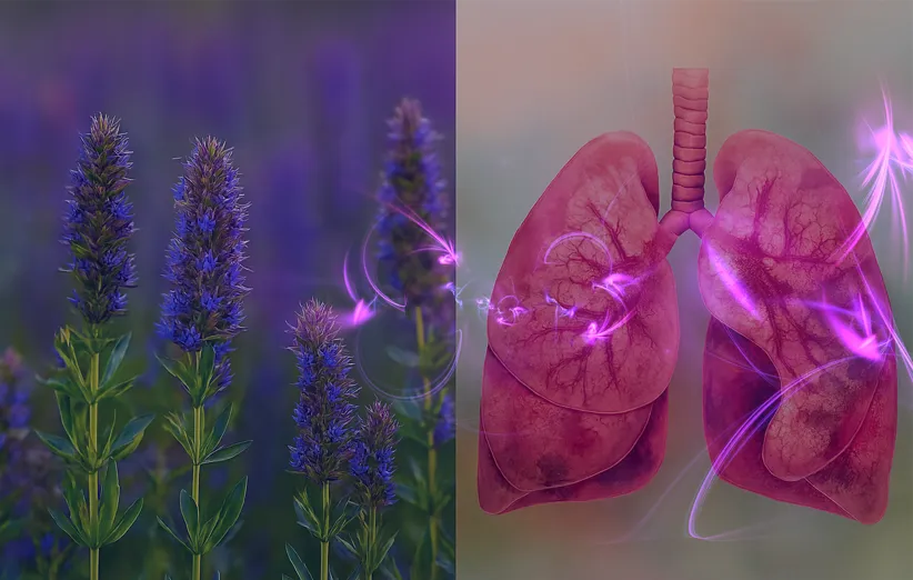 خواص زوفا برای ریه